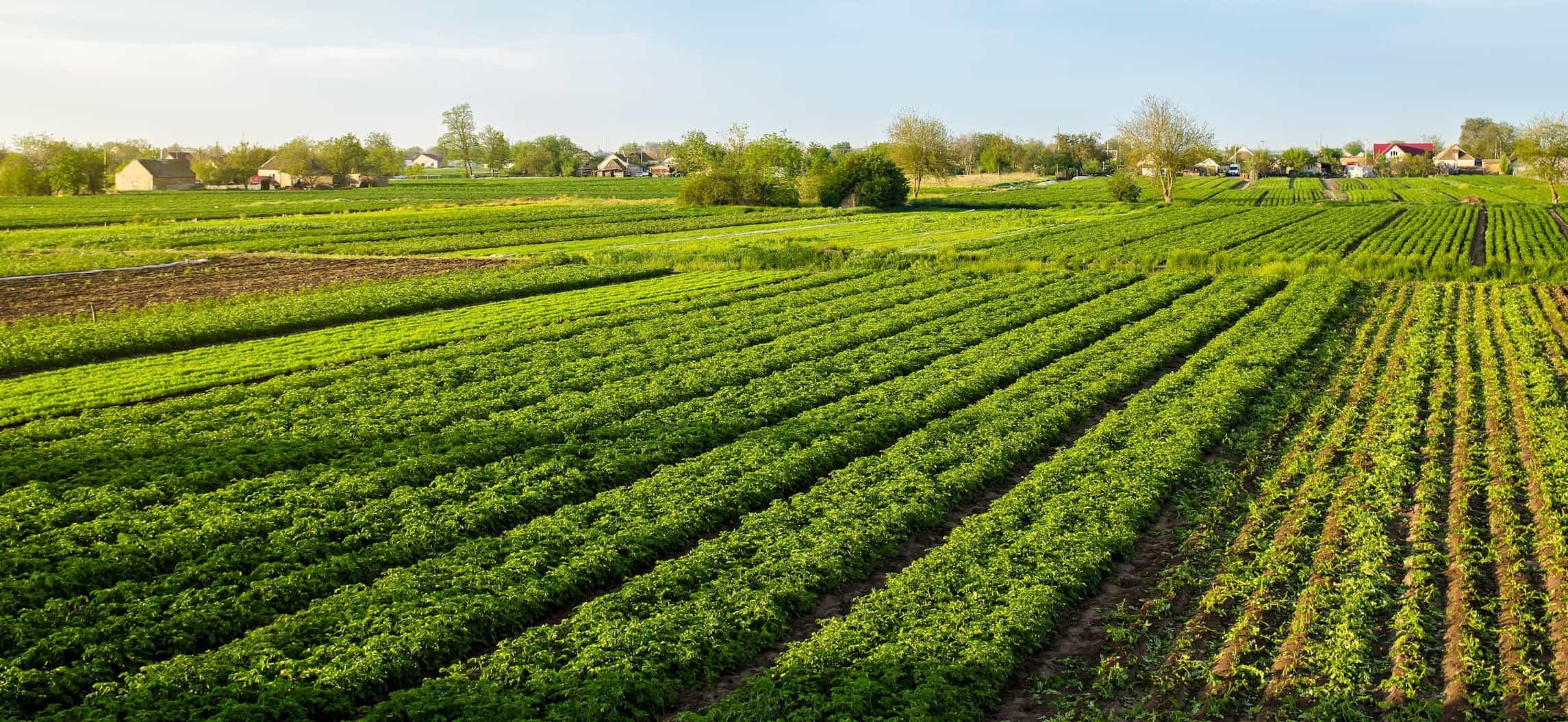 Enxofre Essencial na Agricultura: Funções, Deficiência e Manejo