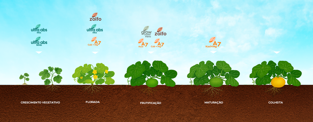 Fenologia do Melão - INTERCUF