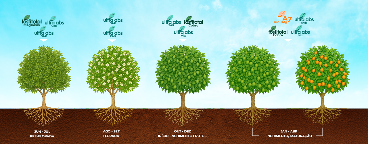Fonologia do Citros - INTERCUF