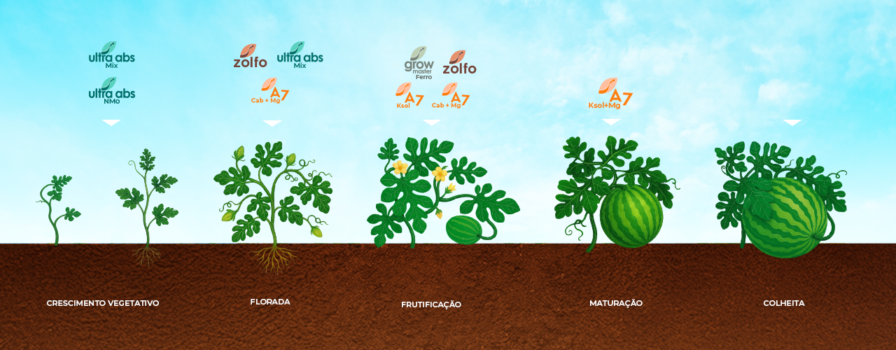 Fenologia da Melancia