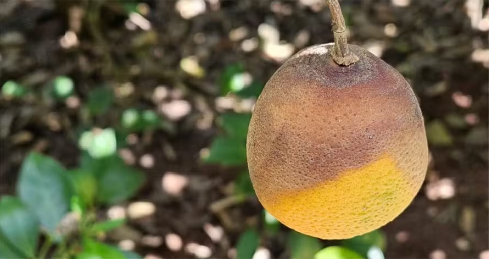 Gomose do Ramo (Podridão de Pedúnculo): Entenda e Controle essa Ameaça aos Citros