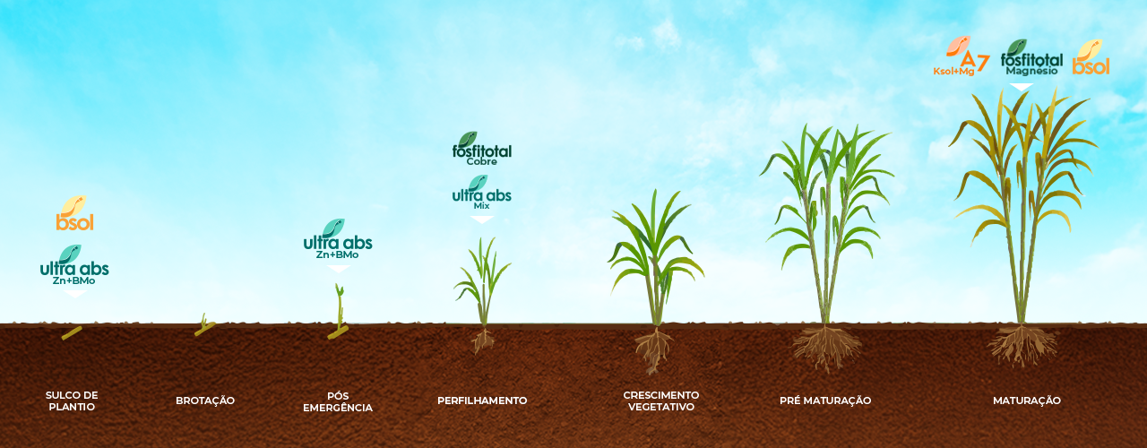 Fenologia da Cana-de-Açúcar