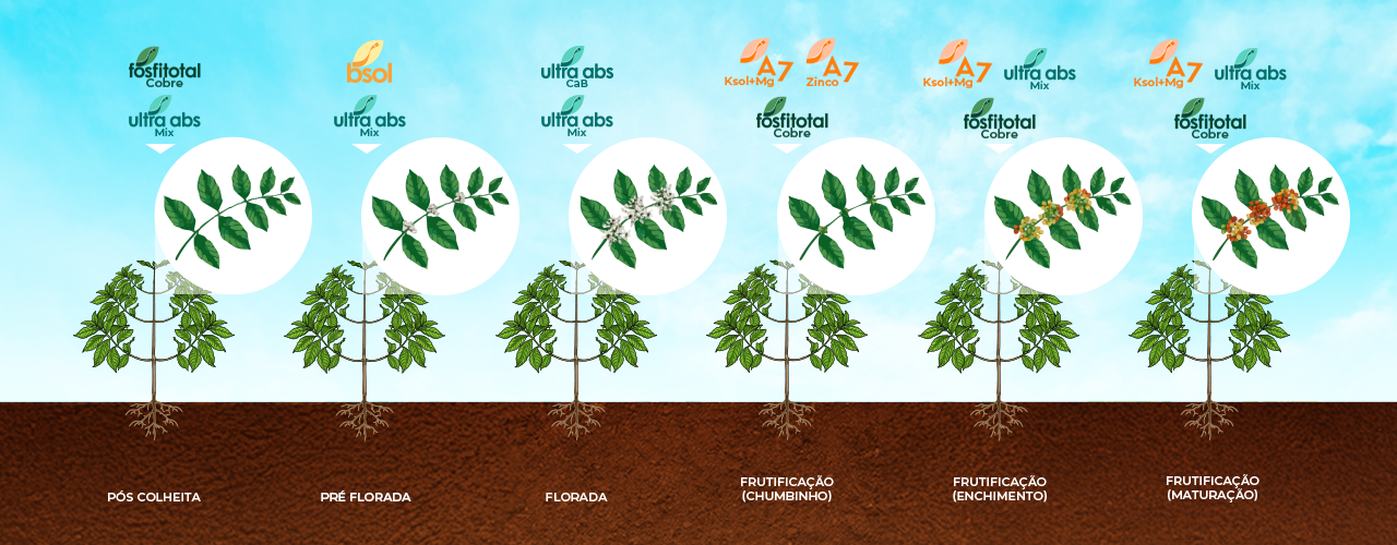 Fenologia do Café - Intercuf