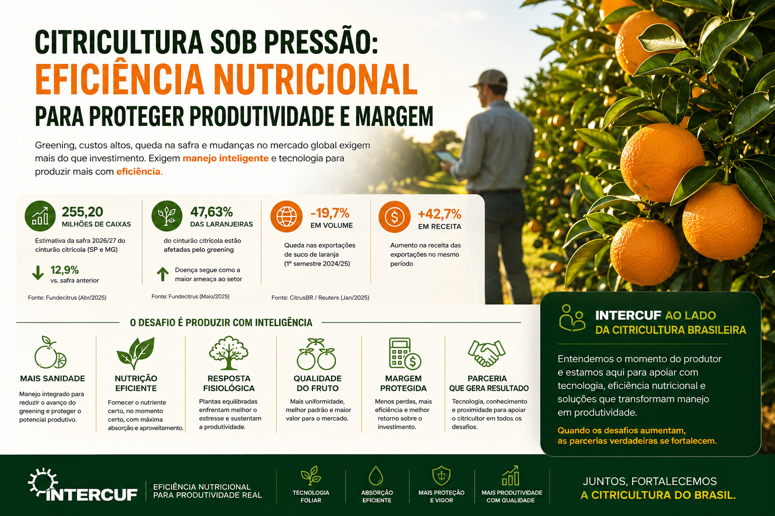 Citricultura sob pressão: por que eficiência nutricional virou estratégia para proteger produtividade e margem